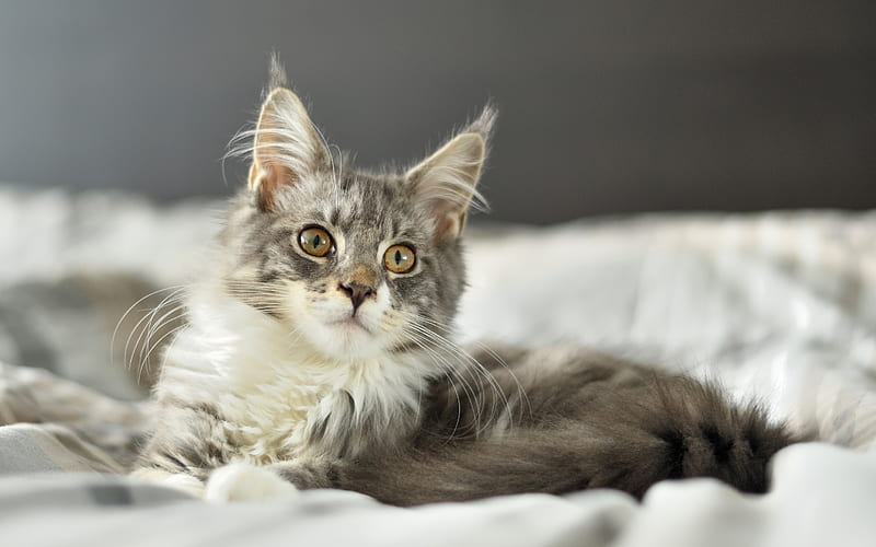 Maine Coon, cat, gray cat, pets, cute animals, HD wallpaper