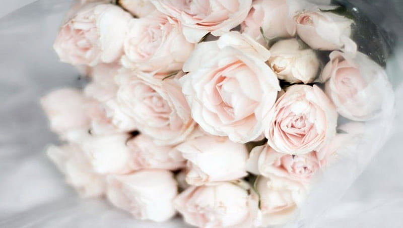 ~Soft Pale Pink Roses~, pale, scent, bonito, delicate, pink roses, floral, softness, gentle, feminine, petals, HD wallpaper