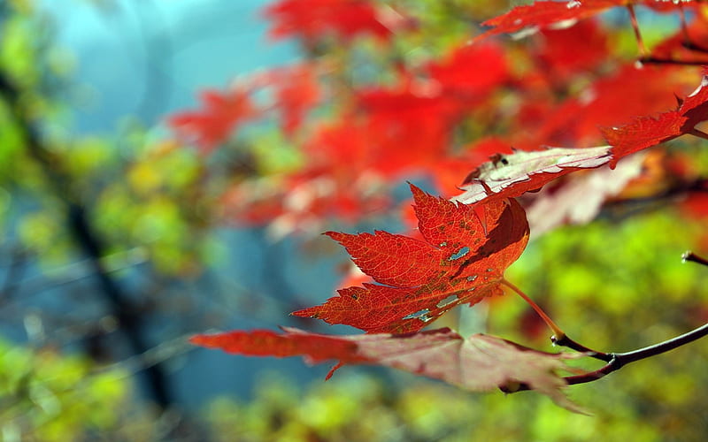 leaves maple dry-Autumn, HD wallpaper