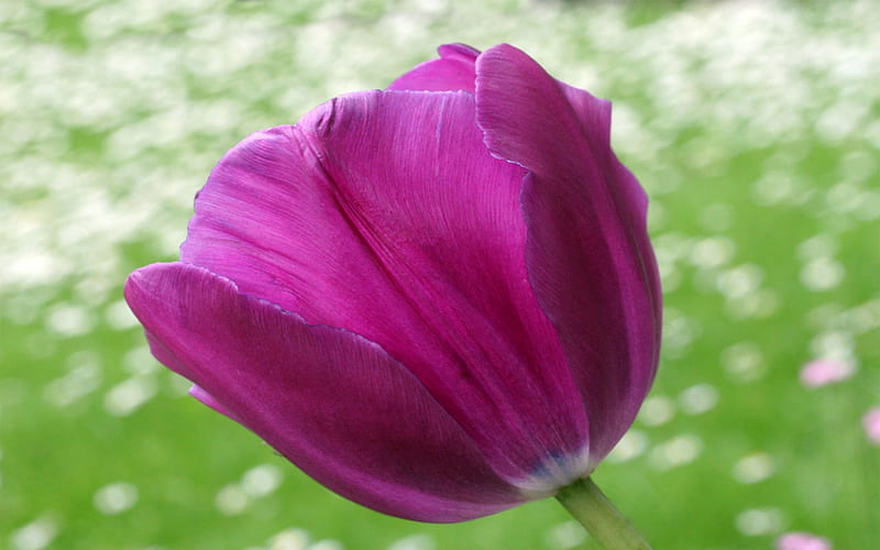 Purple Tulip Against Meadow, dark pink, single, Tulip, meadow, HD wallpaper