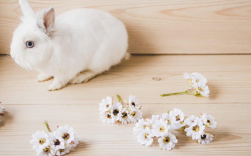 White little rabbit, cute animals, spring flowers, light wood, fluffy bunny, HD wallpaper