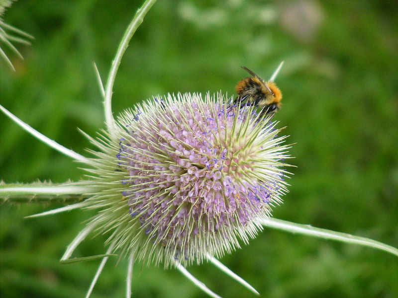 Bee on Thistle, bee, purple, green, thistle, field, HD wallpaper