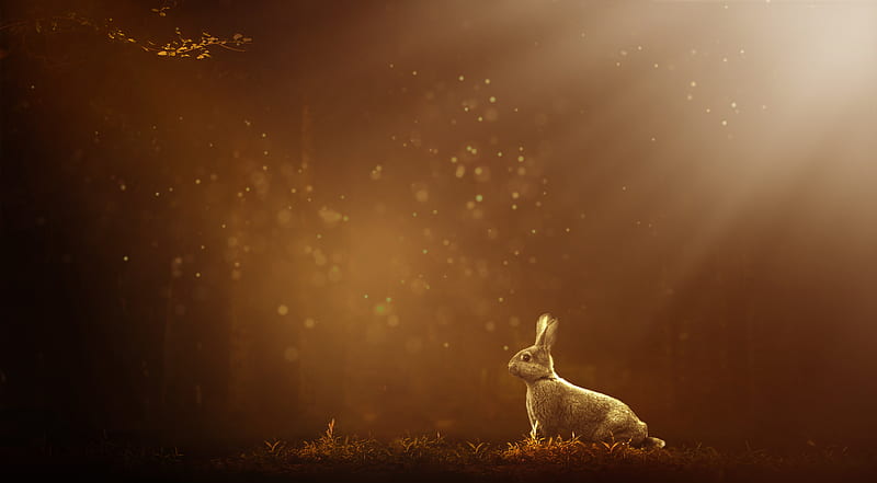 Rabbit 1, rabbit, animals, 1, HD wallpaper