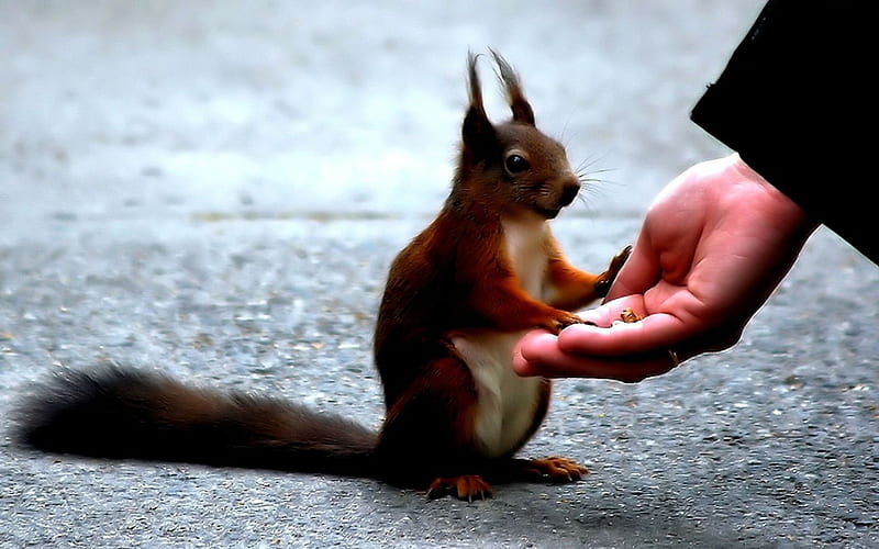 Thank you !, hand, squirrel, funny, scenery, HD wallpaper | Peakpx Thank you !, hand, squirrel, funny, scenery, HD wallpaper | Peakpx