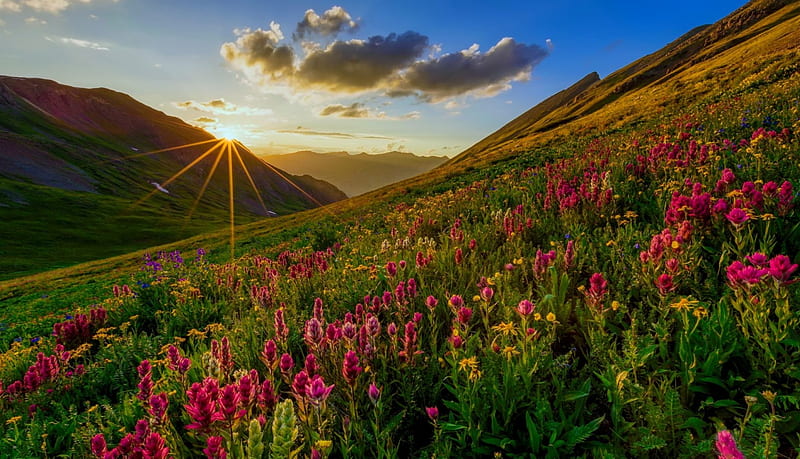 Mountain wildflowers, hills, glow, sunlight, bonito, spring, landascape, sky, freshness, mountain, rays, wildflowers, slope, HD wallpaper