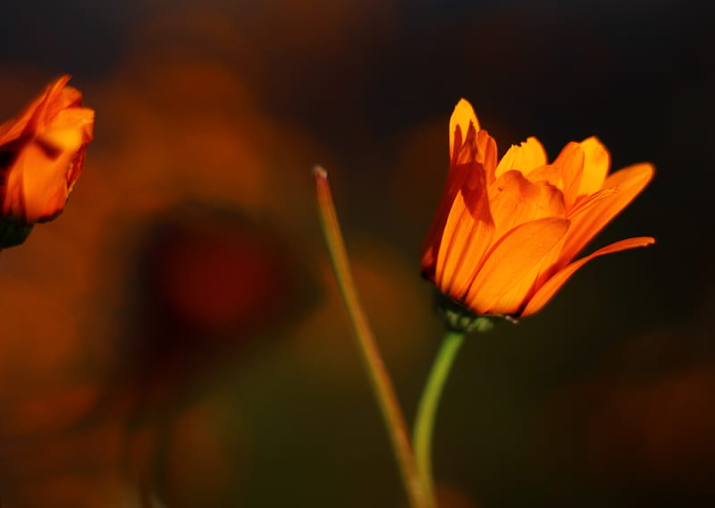 Flores de naranja, flor, Fondo de pantalla HD | Peakpx