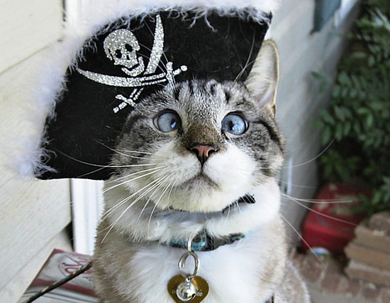 A Pirate Cats, nice, cats, pirate, hat, HD wallpaper