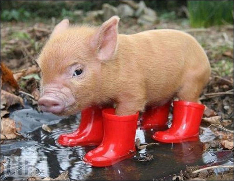 PIGLET WITH BOOTS, BOOTS, PIGLET, RAIN, BROWN, HD wallpaper