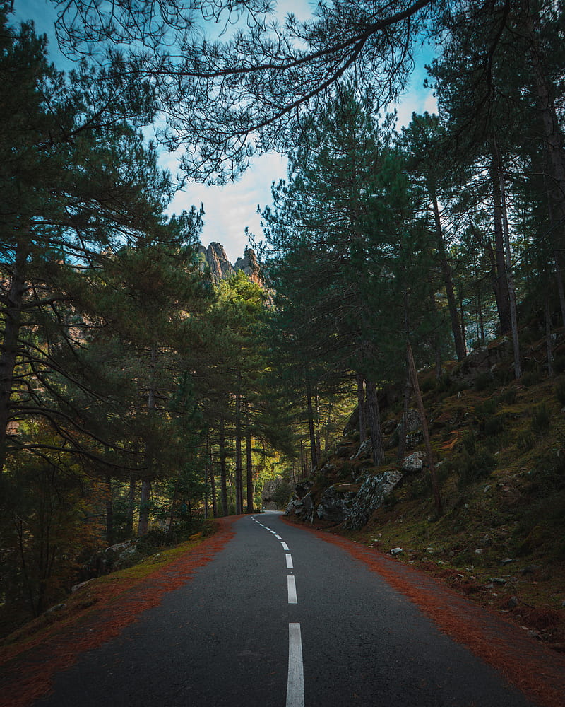 road, marking, forest, trees, spruce, HD phone wallpaper