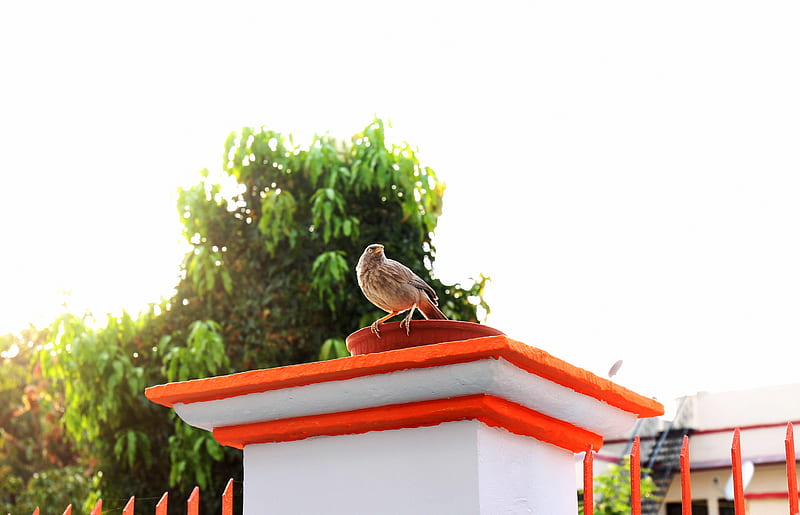 brown bird on white and orange roof during daytime, HD wallpaper