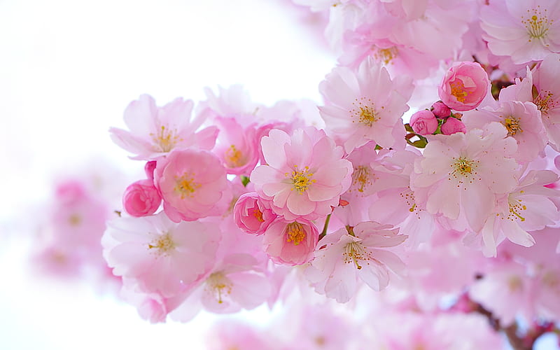 sakura blossom, cherry petals, branches, Flowers, HD wallpaper