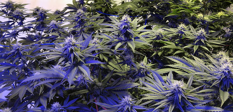 Grow Room, 420, bud, buds, cannabis, dank, HD wallpaper