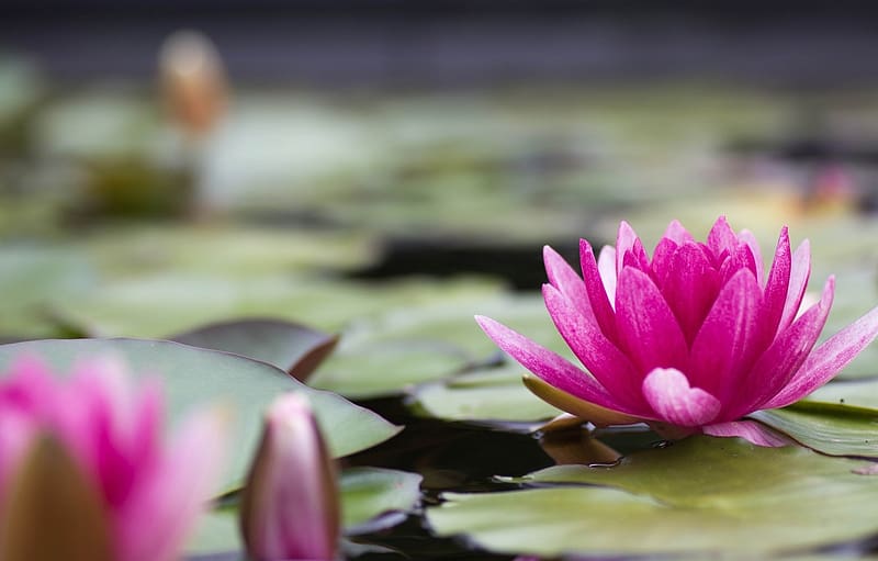 Lotus, Flowers, Pond, Buds, HD wallpaper