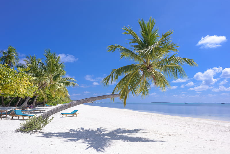 of Coconut Trees On Seashore, HD wallpaper