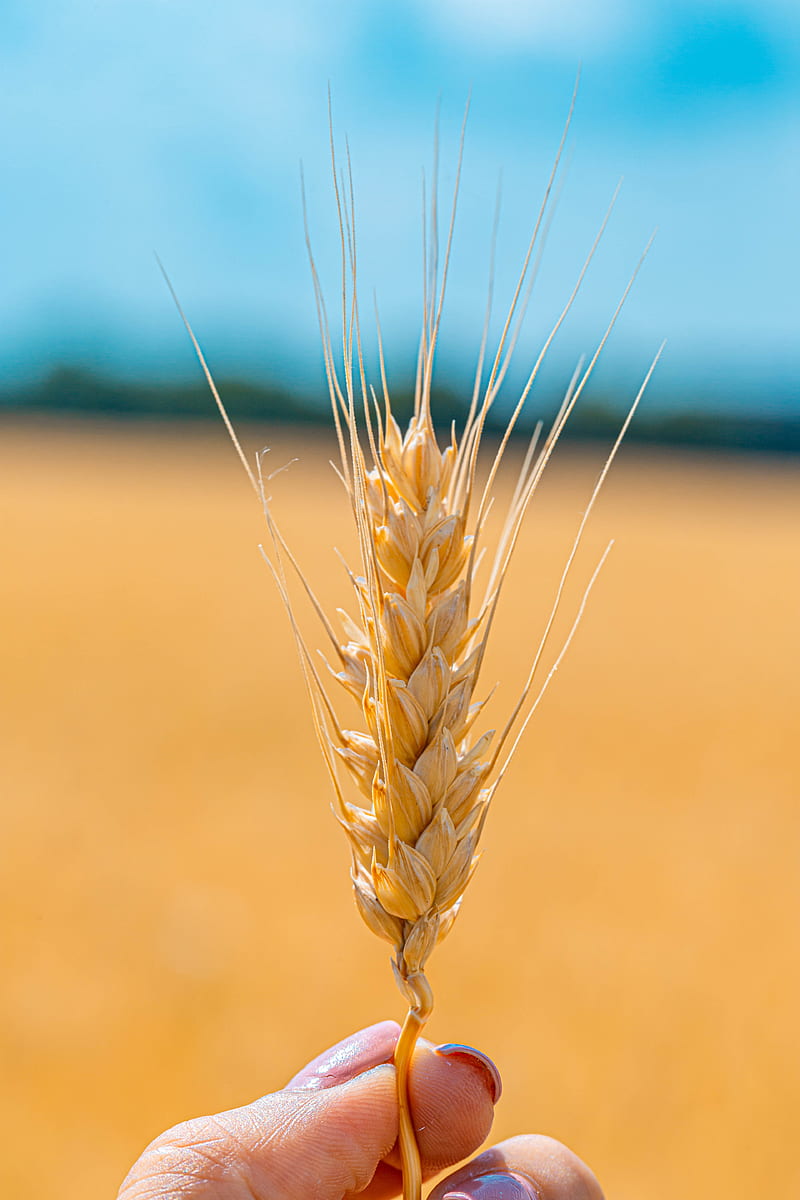 spikelet, wheat, grains, cereal, close-up, HD phone wallpaper