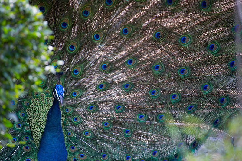 Peacock, bird, green, feather, pasare, paun, tail, blue, HD wallpaper