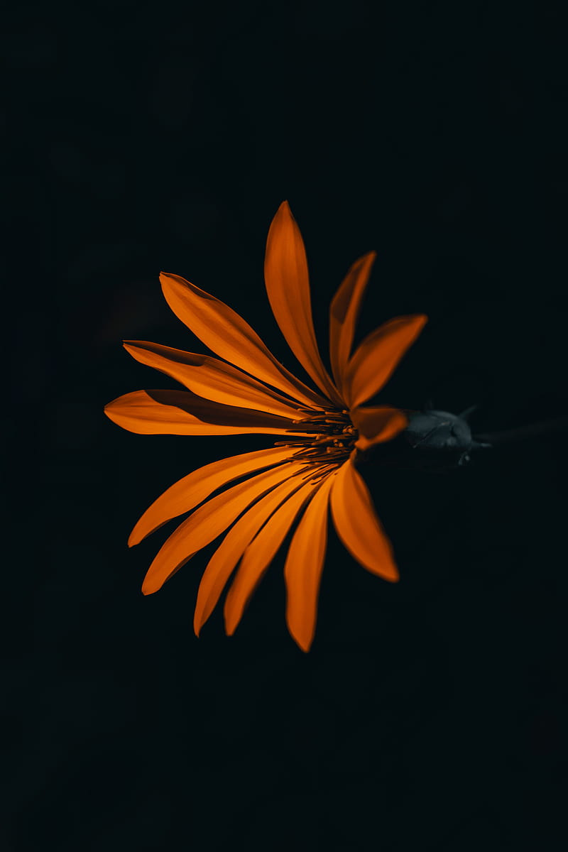 flower, orange, dark, petals, HD phone wallpaper