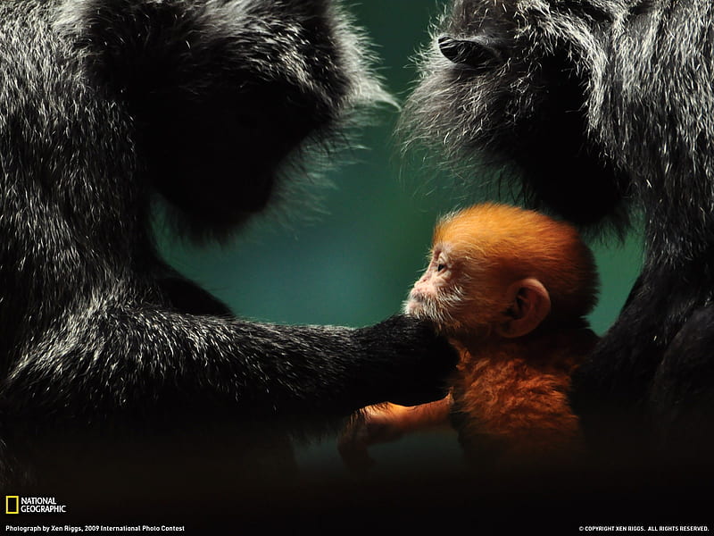 Gibbon cubs- National Geographic selected, HD wallpaper