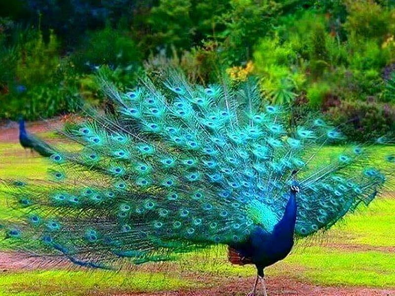 The display, peacock, bird, tail, feathers, HD wallpaper