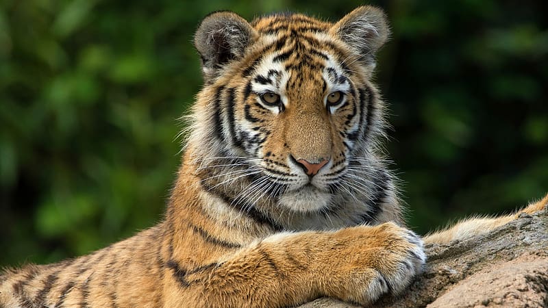 Tiger, pisici, cub, big cat, cute, tigru, paw, animal, cat, nature, HD ...