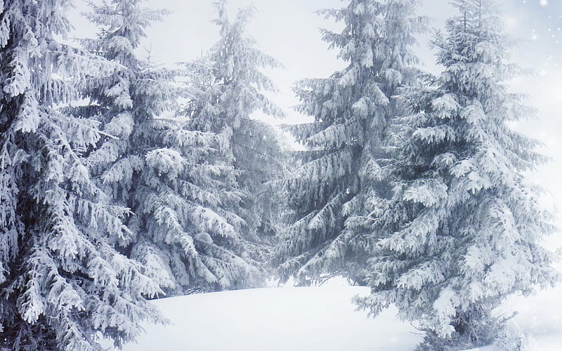 forest, winter, snow, trees, winter landscape, HD wallpaper