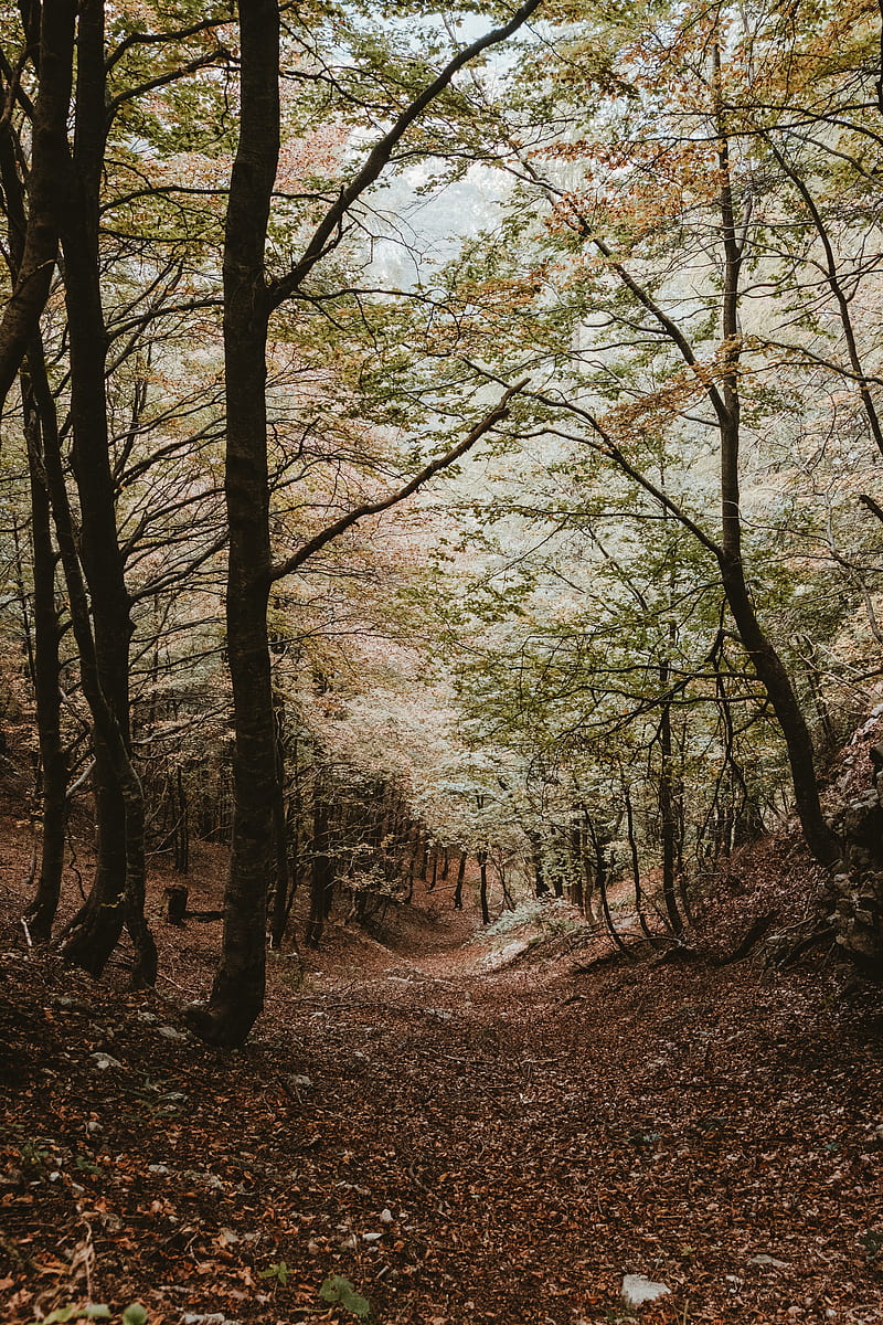 forest, trees, autumn, landscape, nature, HD phone wallpaper
