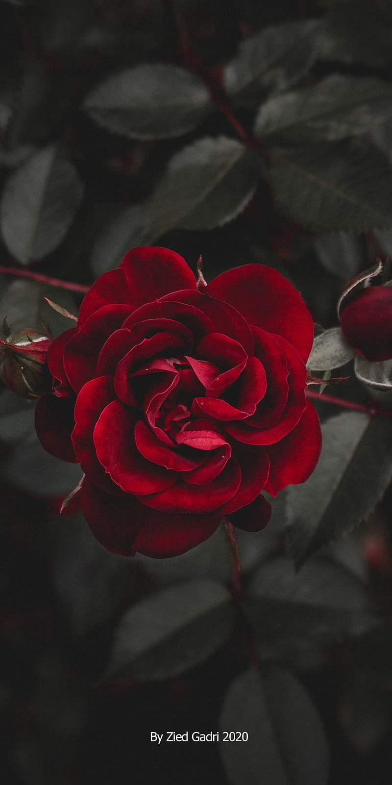 Rose, black, flowers, gothic, i love you, love, red, roses, rot, you, HD phone wallpaper