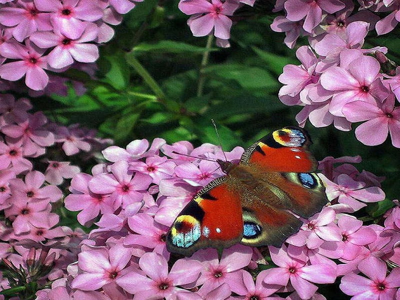 Peacock Butterfly {Monarch}, flowers, nature, butterfly, animals, HD wallpaper