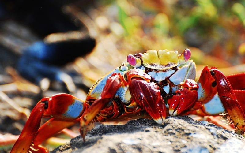 Crab, red, pink eyes, claw, yellow, animal, blue, HD wallpaper