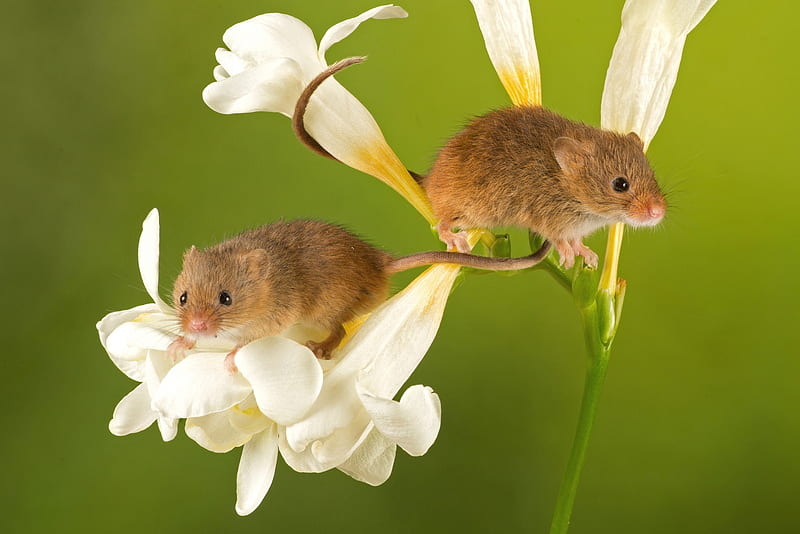 Harvest mice, sia, harvest, green, mouse, flower, rodent, white, animal, HD wallpaper
