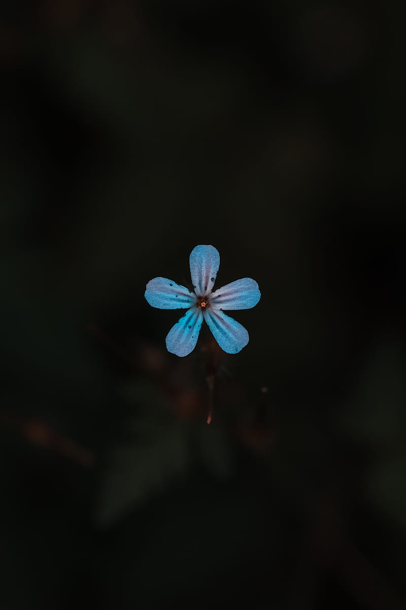 flower, blue, bloom, plant, closeup, HD phone wallpaper