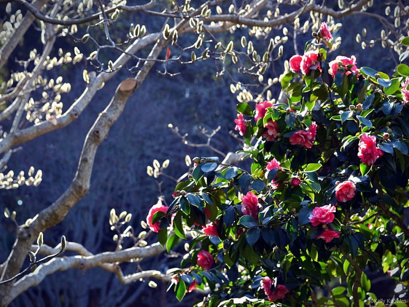 A New Beginning, tree, sun, flowers, beauty, nature, spring, HD wallpaper