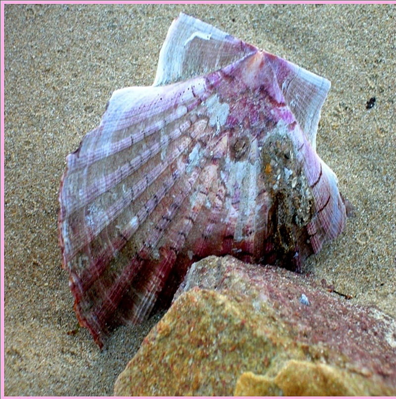 pink seashell on sand, blue, sable, rose, rocher, HD phone wallpaper