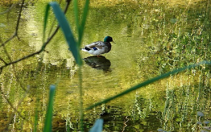Standing Still, pond, weeds, water, duck, HD wallpaper