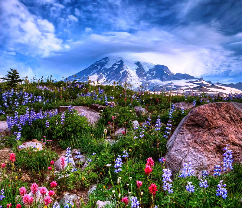Spring At Mount Rainier, National Park, wildflowers, Washington State, bonito, spring, sunrise, clouds, snowy peaks, HD wallpaper