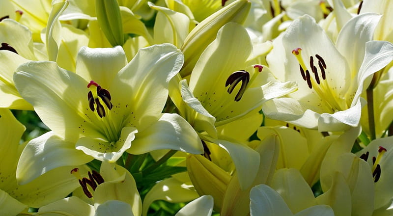 Lilies, Flowers, Oetals, Floral, Hd Wallpaper 