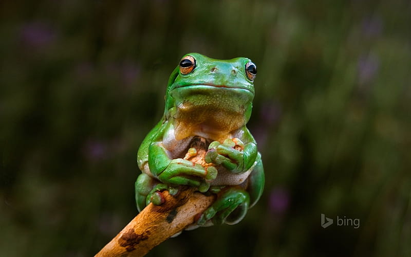 Frog Clings To Brach, To, Cllings, Forg, Branch, HD wallpaper