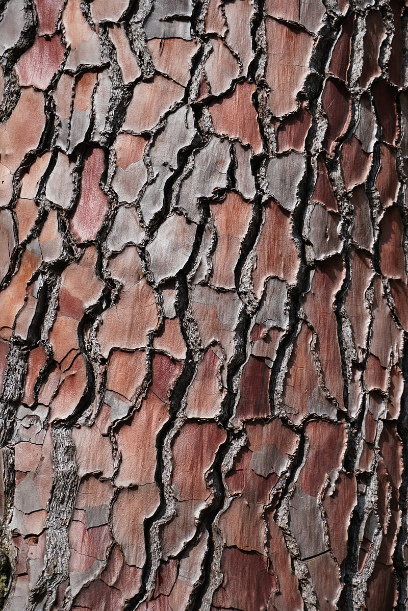 bark, tree, pine, wooden, relief, texture, HD phone wallpaper