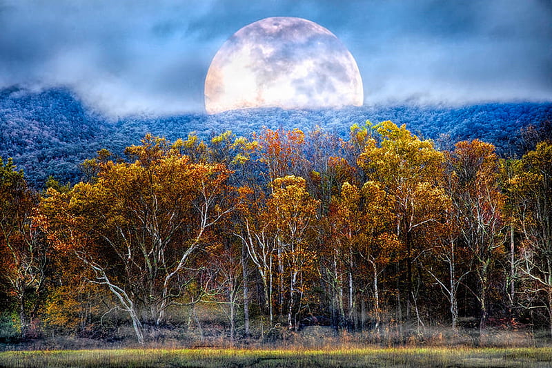 The Forest Awaits Under the Fall Moon, clouds, sky, trees, landscape, autumn, HD wallpaper