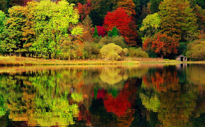 Autumn reflections, forest, colorful, teranquil, autumn, calmness ...