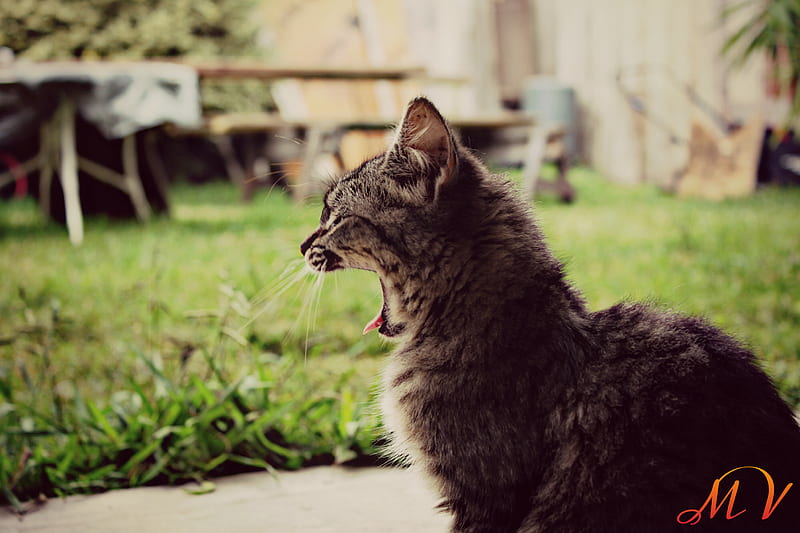 Cat yawn, kitten, HD wallpaper