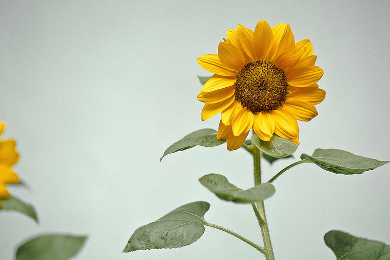 sunflower, flower, yellow, plant, HD wallpaper