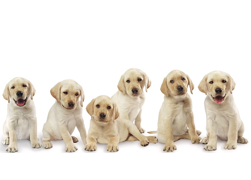 Baby Ladradooles, cute, cachorro, animals, puppy, dog, HD wallpaper