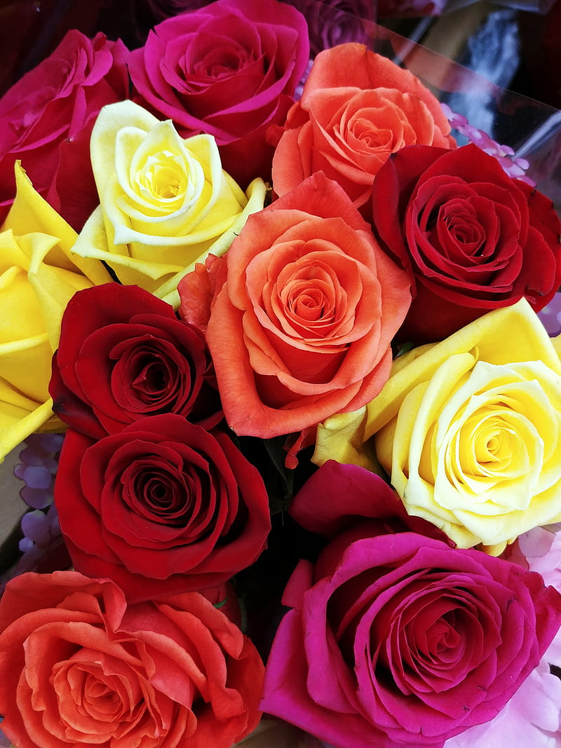 Colorful Roses, flower, flowers, love, red, red roses, rose, rose bouquet, HD phone wallpaper