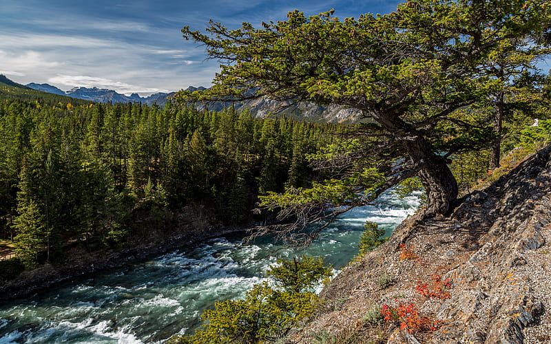 Banff summer, mountain river, mountains, Banff National Park, Canada, Alberta, HD wallpaper
