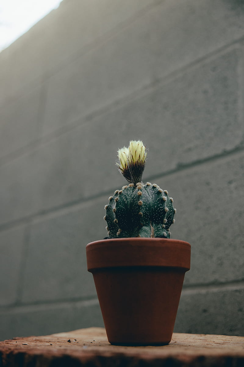 cactus, flower, plant, pot, HD phone wallpaper