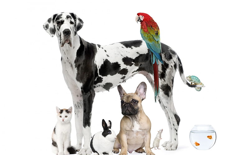 White German Great Dane, White big dog, French Bulldog, pets, cat, fish, big red parrot, macaw, animal concepts, friendship, HD wallpaper
