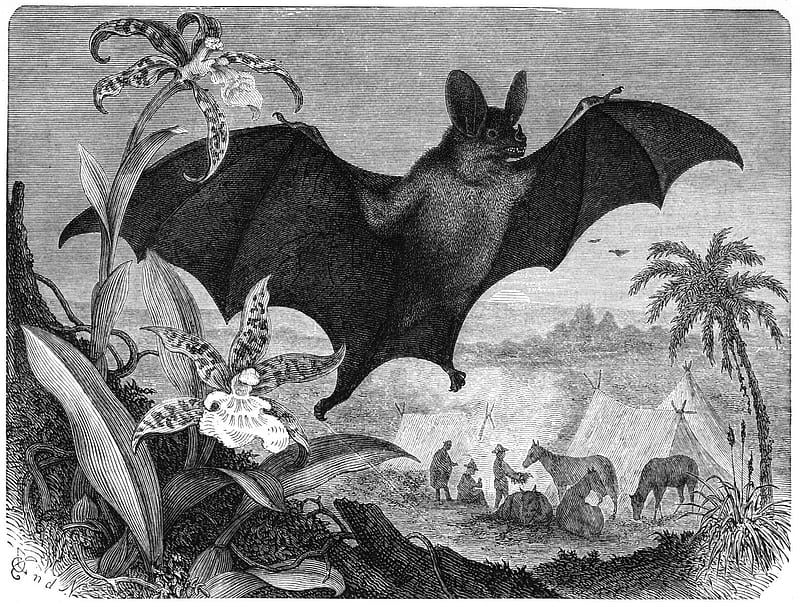 Drawing of a Vampire bat, vampirism, graphics, black, blood, bat, drawing, bloodsucker, vampire, white, HD wallpaper