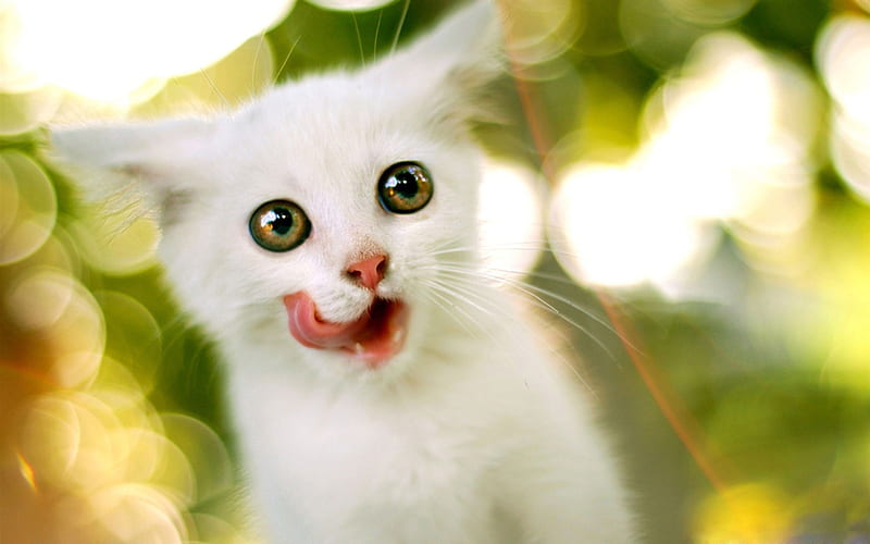 Just Finished Snack-Cute little kitty cat living, HD wallpaper