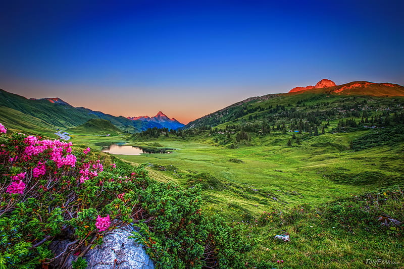 Alpine roses, Alps, grass, greenery, flwoers, bonito, roses, sky, lake, freshness, pond, mountain, meadow, HD wallpaper